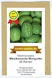 Mexikanische Minigurke - Melothria scabra - sehr ertragreich - 20 Samen Foto, bester Preis 2,65 € neu 2024