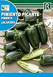 Semilla Pimiento Picante Jalapeño - Rocalba Foto, mejor precio 2,00 € nuevo 2024