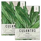Seed Needs, Culantro Seeds for Planting (Eryngium foetidum) Twin Pack of 300 Seeds Each Non-GMO - NOT Cilantro Seeds Photo, best price $8.85 ($0.03 / Count) new 2024