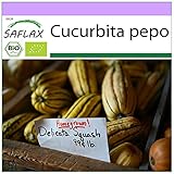 SAFLAX - Ecológico - Calabaza - Delicata - 6 semillas - Cucurbita pepo Foto, mejor precio 3,95 € nuevo 2024