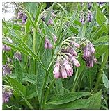 Earthcare Seeds True Comfrey 50 Seeds (Symphytum officinale) Non GMO, Heirloom Photo, best price $9.95 ($0.20 / Count) new 2024