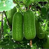 200 Stück Wintermelonensamen Einfach zu pflanzendes, nährstoffreiches Gemüse Frisches Saatgut Frische Samen für das Pflanzen im Gartenhof Geeignet für Anfänger Foto, bester Preis 5,49 € neu 2024