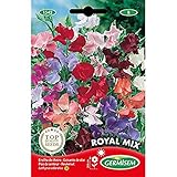 Germisem Royal Mix Semillas de Guisantes Dulces 4 g Foto, mejor precio 2,70 € nuevo 2024