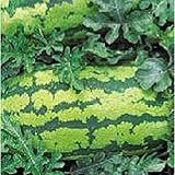 Georgia Rattlesnake Watermelons Seeds (25+ Seeds) Photo, best price $4.69 new 2024