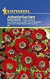 Sperli Blumensamen Adonisröschen Blutströpfchen, grün Foto, bester Preis 1,90 € neu 2024