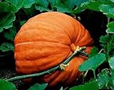 Kürbis, Big Max Kürbiskerne, Erbstück, Organisch, Nicht ohne Gentechnik, 100 Samen, Giant Pumpkins Foto, bester Preis 17,45 € neu 2024