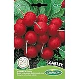 Germisem Scarlet Semillas de Rábano 15 g (EC9035) Foto, mejor precio 2,21 € nuevo 2024