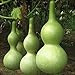 Foto 10 piezas de semillas de calabaza ideales para secar decorar formas extrañas adecuadas para varios propósitos paisaje pastoral fácil de germinar