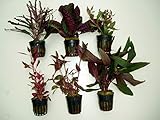 ACUARIOS MARSAN Plantas de Acuario. Lote 6 ROJIZAS Foto, mejor precio 24,50 € nuevo 2024