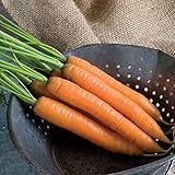 David's Garden Seeds Carrot Yaya 9921 (Orange) 200 Non-GMO, Hybrid Seeds Photo, best price $3.95 new 2024