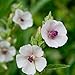 Photo Outsidepride Marsh Mallow Herb Plant Seed - 1000 Seeds