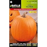 Semillas de Calabaza Halloween Foto, mejor precio 1,62 € nuevo 2024