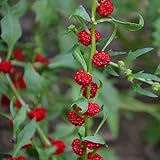 Outsidepride Strawberry Spinach - 5000 Seeds Photo, best price $6.49 new 2024