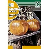 Semillas de Calabaza connecticut field Foto, mejor precio 1,62 € nuevo 2024