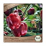 Samenliebe BIO Paprika Samen Quadrato D'Asti Rosso süße italienische Paprika Blockpaprika rot 10 Samen samenfestes Gemüse Saatgut für Gewächshaus Freiland und Balkon BIO Gemüsesamen Foto, bester Preis 3,29 € neu 2024