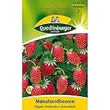 Erdbeeren, Monatserdbeeren Rügen, Fragaria vesca, ca. 100 Samen Foto, bester Preis 2,49 € neu 2024