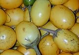 5 Samen Solanum ferox - Aubergine de Siam, essbare Früchte Foto, bester Preis 2,00 € neu 2024