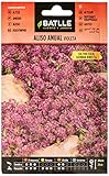 Aliso Anual VIOLETA Foto, mejor precio 1,88 € nuevo 2024