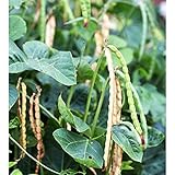 Dixie Lee Crowder Pea Seeds (40 Seed Pack) Photo, best price $4.69 new 2024