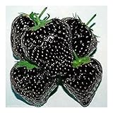 Fraises noires - 30 graines Photo, meilleur prix 4,90 € nouveau 2025