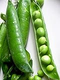 Pea Little Marvel Great Heirloom Vegetable 1,200 Seeds by Seed Kingdom Photo, best price $11.95 new 2024