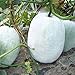 Foto Semillas de melón de invierno 30+ Cera de ceniza Calabaza Verduras Semillas orgánicas de la herencia para el jardín del hogar Jardín al aire libre Plantación de la granja