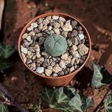 Lophophora williamsii, peyote. Durchmesser 1,5cm Foto, bester Preis 7,99 € neu 2024