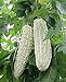 Photo Bitter Melon Bitter Squash Balsam Pear Bitter Gourd Seeds 10PCS Non GMO (White)