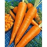 Sow No GMO Carrot Danvers 126 Non GMO Heirloom Sweet Crunchy Vegetable 100 Seeds Photo, best price $1.77 ($0.02 / SEEDS) new 2024