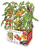 Huerto Premium TOMATES CHERRY Foto, mejor precio 16,90 € nuevo 2024