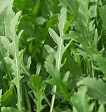 Rauke Salatrauke Rucola Bio Wilde Rauke mehrjährig Samen Foto, bester Preis 5,63 € neu 2024