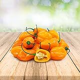 Habanero Orange 25 x Samen aus Portugal 100% Natürlich ohne Chemische Anzuchthilfe oder Gentechnik Foto, bester Preis 2,99 € (2,99 € / stück) neu 2024