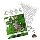 Echte Mimose Samen (Mimosa Pudica) mit hoher Keimrate - Pflanzen Samen für vielblütige & bewegungsfrohe Mimosen Foto, bester Preis 4,90 € neu 2024