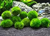 Aquatic Arts 10 Marimo Mooskugeln, 2,5 cm Foto, bester Preis 8,39 € neu 2024