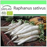 SAFLAX - BIO - Rettich - Japanischer Daikon - 100 Samen - Raphanus sativus Foto, bester Preis 3,95 € neu 2024