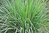 Lemongrass Seeds - 100 Seeds - Easy to Grow Herb - Ships from Iowa, Made in USA - Grow Lemon Grass Photo, best price $7.48 ($0.07 / Count) new 2024