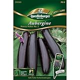 Augergine, Money Maker No. 2 F1 Foto, bester Preis 3,68 € (0,25 € / stück) neu 2024