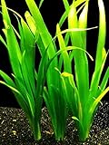 Desconocido Planta DE Acuario.VALLISNERIA Gigante Americana Foto, mejor precio 5,50 € nuevo 2024