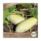 Samenliebe BIO Gurken Samen Halblange Weiße Salatgurke weiß 10 Samen samenfestes Gemüse Saatgut für Gewächshaus Freiland und Balkon BIO Gemüsesamen Foto, bester Preis 3,39 € neu 2024