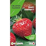 Graines passion Beutel mit Samen Erdbeer-Grandian F1 Foto, bester Preis 5,50 € neu 2024