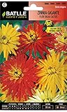 Zinnia gigante flor Dalia CACTUS Foto, mejor precio 1,88 € nuevo 2024