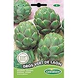 Germisem Vert de Laon Semillas de Alcachofa 1 g Foto, mejor precio 2,21 € nuevo 2025