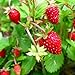 Photo KIRA SEEDS - Alpine Strawberry Alexandria - Everbearing Fruits for Planting - GMO Free