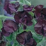 Frescas 250 semillas - Sweet Seeds guisantes Real Maroon Flower Foto, mejor precio 14,99 € nuevo 2024