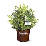 2 Gal. Lemon Lime Nandina Shrub Photo, best price $36.06 new 2025