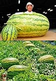 pinkdoseâ ® 2018 vente chaude Graines de Pastèque géant (250 + LBS), 1 boite professionnelle, 20 graines/boîte, Iwanaga Giant 'Graines de Melon cultivar japonais Rare Photo, meilleur prix 16,99 € nouveau 2024