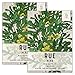 Photo Seed Needs, Rue Herb (Ruta graveolens) Twin Pack of 200 Seeds Each Non-GMO
