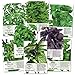 Photo Basil Seed Packet Collection (8 Individual Seed Packets) Non-GMO Seeds by Seed Needs
