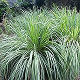 Outsidepride Lemon Grass Plant Seeds - 1000 Seeds Photo, best price $6.49 new 2024
