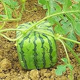 50 stücke seltene quadratische wassermelonsamen, köstliche obst hausgarten pflanze dekor zum pflanzengarten garten im freien 1. Einheitsgröße Foto, bester Preis 0,01 € neu 2024